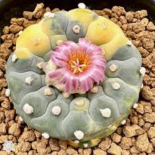 Image result for Argocoffeopsis