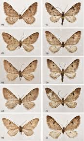 Image result for Eupithecia conterminata