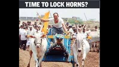 Bullish about races, govt study to compare bullocks & horses | Mumbai News - Times of India