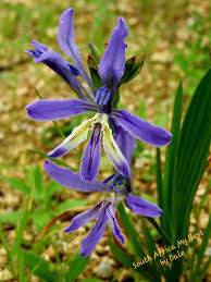 Image result for Babiana bainesii