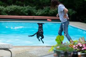 Dog toys, dog beds, puppy specialty items, designer dog carriers and dog. Happy Tails Sabra Dog Training