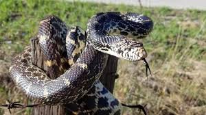 A link can be found below. Colubrid Spotlight Bullsnake Pituophis Catenifer Sayi Wild Snakes Education And Discussion