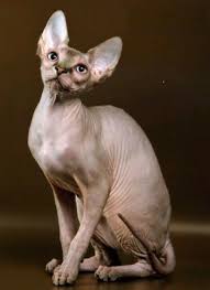 Pin On Naked Cats
