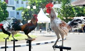 Berburu tekukur pada malam hari19 mei 2019 mantabподробнее. 5 Mitos Burung Tekukur Atau Derkuku Menurut Primbon Hewanpedia