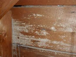 Pour pure white vinegar in an empty spray bottle and spray it on your basement's moldy surfaces. Efflorescence For Inspectors Internachi