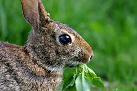 Maybe you would like to learn more about one of these? Rabbit Proof Plants For Mountain Gardens Signals Az