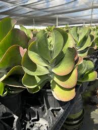 Image result for Kalanchoe thyrsiflora