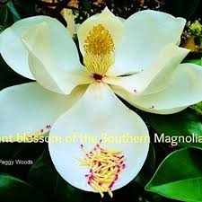 There is no perfect time to gift someone magnolias! Southern Magnolia Tree Facts In Deep South Landscapes Dengarden