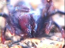 373 days ago | report. Black Camel Spider Vs Giant Water Bug Interesting Fight Video Dailymotion