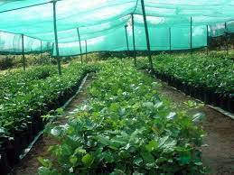 That means the plants we sell here, we grow here. China Plant Nursery Shade Mesh Cloth Net Garden Greenhouses Shading Nets China Greenhouses Shading Nets And Plant Nursery Price