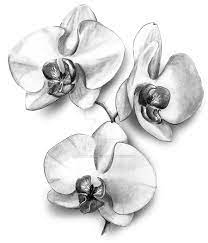 Orchidee by migas90 dessin tatouage orchidee tatouage. Orchids By Artfullycreative Dessin Orchidee Dessins De Fleurs Pour Tatouage Dessin Fleur