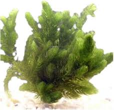 Image result for Ceratophyllum