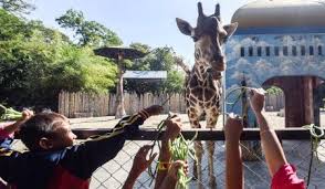 Batu secret zoo, kebun binatang modern dengan 10 area cantik. Kebun Binatang Semarang Ini Alasan Taman Margasatwa Mangkang Jadi Perusda