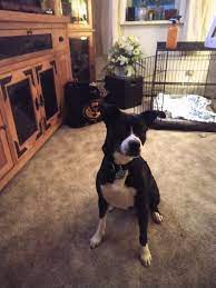 Our shelter features medical examination and grooming areas where newly minted. Pets For Adoption At Second Chance Pet Adoption League In Oak Ridge Nj Petfinder