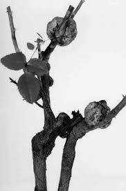 Muriatic acid will clean away corroded metal nicely, however you have to treat the stuff carefully as it is very corrosive. Bacterial Diseases Springerlink