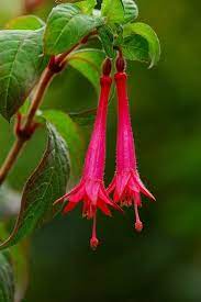Fuchsia Mathewsii Rare Flowers Fuchsia Amazing Flowers
