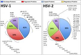That's partly because there are two types of hsv: Pie Chart Summarizing The Proportions Of Hsv 1 And Hsv 2 Envelope Download Scientific Diagram