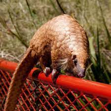 Pangolin Pangolin Save The Elephants Animals