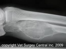 Males tend to have bone cancer more often, as do dogs. Animal Surgical Center Of Michigan Veterinarian In Flint Mi