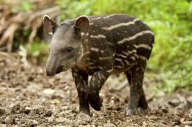 Some blend in with their surroundings, while others show off a wildly eclectic palate of bright colors, spots, and patterns. A Juvenile South American Tapir In The Ecuadorian Amazon Rainforest Amazon Rainforest Tapir Amazon Rainforest Map