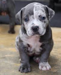 American bullies for sale, xl american bullies for sale, xl bullies for sale, xl pitbulls for sale, xl american bullies, xxl american bullies, pitbulls however, puppies bladders are different. Merle Bully Puppies Cheap Buy Online