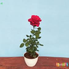 Bibit mawar holland tanaman bunga hidup bergaransi (bunga besar): Jual Tanaman Hias Mawar Bunga Bunga Merah Sexy Red Ukuran Besar Berkualitas