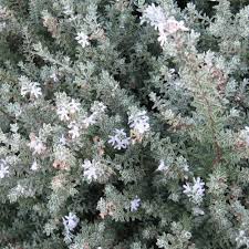 Image result for Melaleuca sp. A (Biegel 5741)