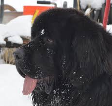 Lancaster puppies pairs newfoundland dog breeders with great people like you! Moore Newfies Reputable Newfoundland Breeder In Colorado