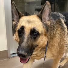 Doctors pick up things quite often. New Clinical Trial For Dogs With Nasal Tumors May Help People Too Flint Animal Cancer Center