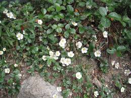 Image result for Fragaria chiloensis