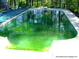 A simple and proven way to clear a green pool quickly. I Had The Worst Pool Algae This Spring Dengarden