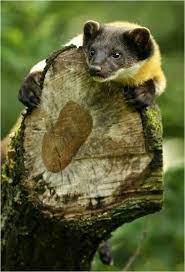 Pin On Animals
