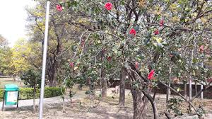 We did not find results for: Hibicus Garden Chandigarh 2021 What To Know Before You Go With Photos Tripadvisor
