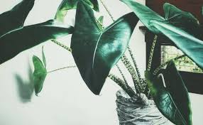 Though you find many varieties on leaf. Alocasia Zebrina Pflege Von Standort Bewasserung Dungung Bis Schnitt Gartenhunger