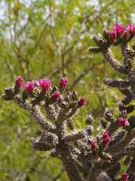 Image result for Opuntia imbricata