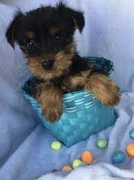 Teacup Rascal Yorkshire Terrier Puppy For Sale In Johnstown Oh Lancaster Puppies In 2020 Yorkshire Terrier Puppies For Sale Lancaster Puppies