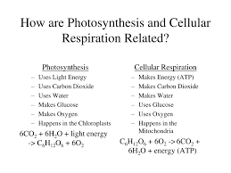 Ppt Enzymes Metabolism Cellular Respiration Photosynthesis Global Warming Powerpoint Presentation Id 1169957