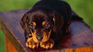 They are eight weeks old puppies, have shots, certificates of health and paperwork of akc registration. Black And Tan Coonhound Price Temperament Life Span