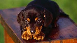 They carry a black, spotty tan and oily coat. Black And Tan Coonhound Price Temperament Life Span