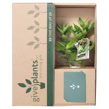 You can even grow strawberries in hanging baskets! Medium Sized Plants Potted Indoor Plants Gift For Home Give Plants Bunga