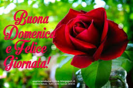 Grazie Di Cuore A Tutti Per Gli Auguri Ricevuti Cartolina Per Whatsapp Buona Domenica E Felice Giornata Con Una Stupenda Immagine Di Rosa Rossa Da Scaricare Gratis Rose Belle Auguri Di Buon Compleanno Cartoline