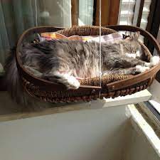 bir sepet kedi kedi sepetler