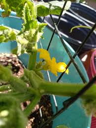 Image result for male flowers cucumber