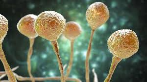 Jeudi, 20 mai 2021 14:20 mise à jour jeudi, 20 mai 2021 14:20 coup d'oeil sur cet article. Premiers Cas De Champignon Noir Lies A La Covid En Dehors De L Inde