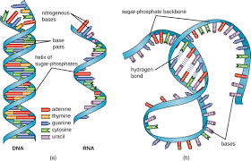 structure and function of rna microbiology