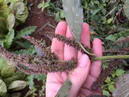 Image result for Amaranthus praetermissus