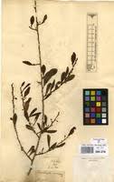 Image result for Erythroxylum emarginatum