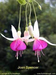 Fuchsia Joan Spencer Fuchsia Flowers Beautiful Flowers Fuchsia Flower