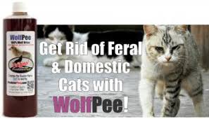 When we had a garden (and there were lots of feral kitties around us in that neighborhood which was near a park) tip: How To Get Rid Of Stray Cats Wolf Urine Cat Repellent