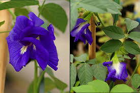 Image result for Clitoria ternatea